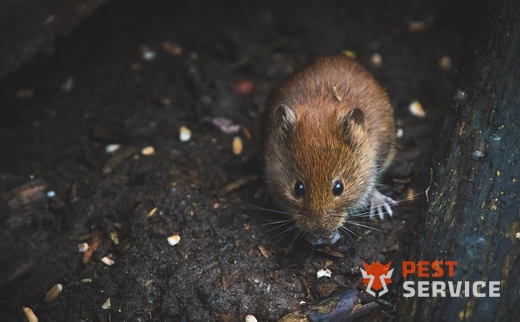 Дератизация в Иркутске